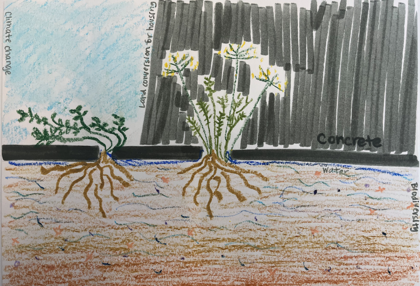 A drawing of Mint growing from the concrete, drawn by Sayoa Jodar during a workshop